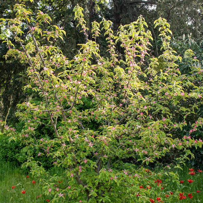 Pseudocydonia sinensis - Cognassier de Chine - Fruitiers Arbres et arbustes