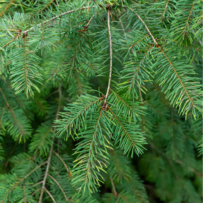 Pseudotsuga menziesii - Sapin de Douglas - Conifères