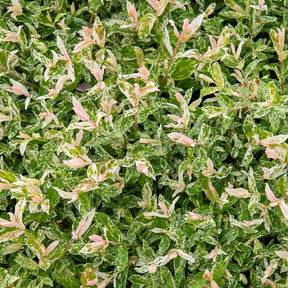 Salix integra Flamingo - Saule crevette sur tige Flamingo - Saule