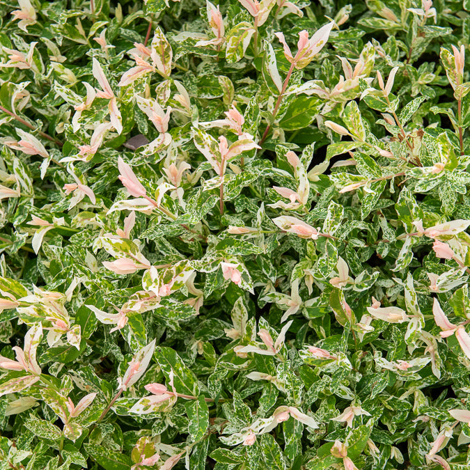 Salix integra Flamingo - Saule crevette sur tige Flamingo - Saule