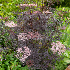 Vente Sureau noir Black Lace® - Sambucus nigra Black Lace®