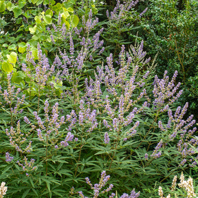 Gattilier - Vitex - Gattilier à grandes feuilles - Vitex agnus-castus Latifolia