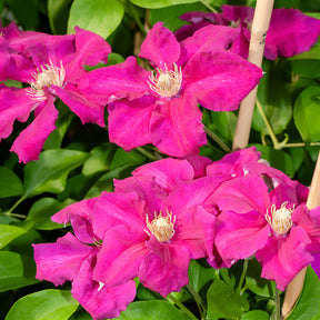 Clématites - Clématite italienne Ernest Markham grimpante - Clematis viticella Ernest markham