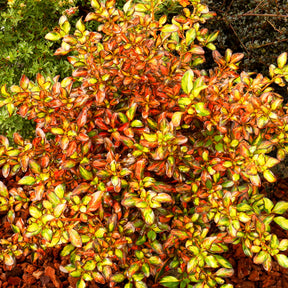 Coprosma Evening Glow ® - Coprosma Evening Glow ® - Coprosma