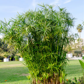 Cyperus alternifolius - Papyrus à feuilles alternes - Souchet - Cyperus
