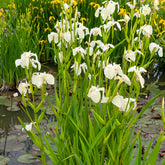 Iris des marais à fleurs blanches - Willemse