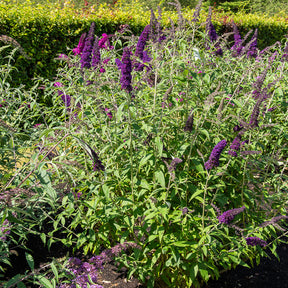 Arbres aux papillons - Arbre à papillons Black Knight - Buddleja davidii Black Knight