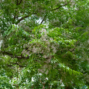 Melia azedarach - Lilas de Perse - Margousier - Arbres à fleurs