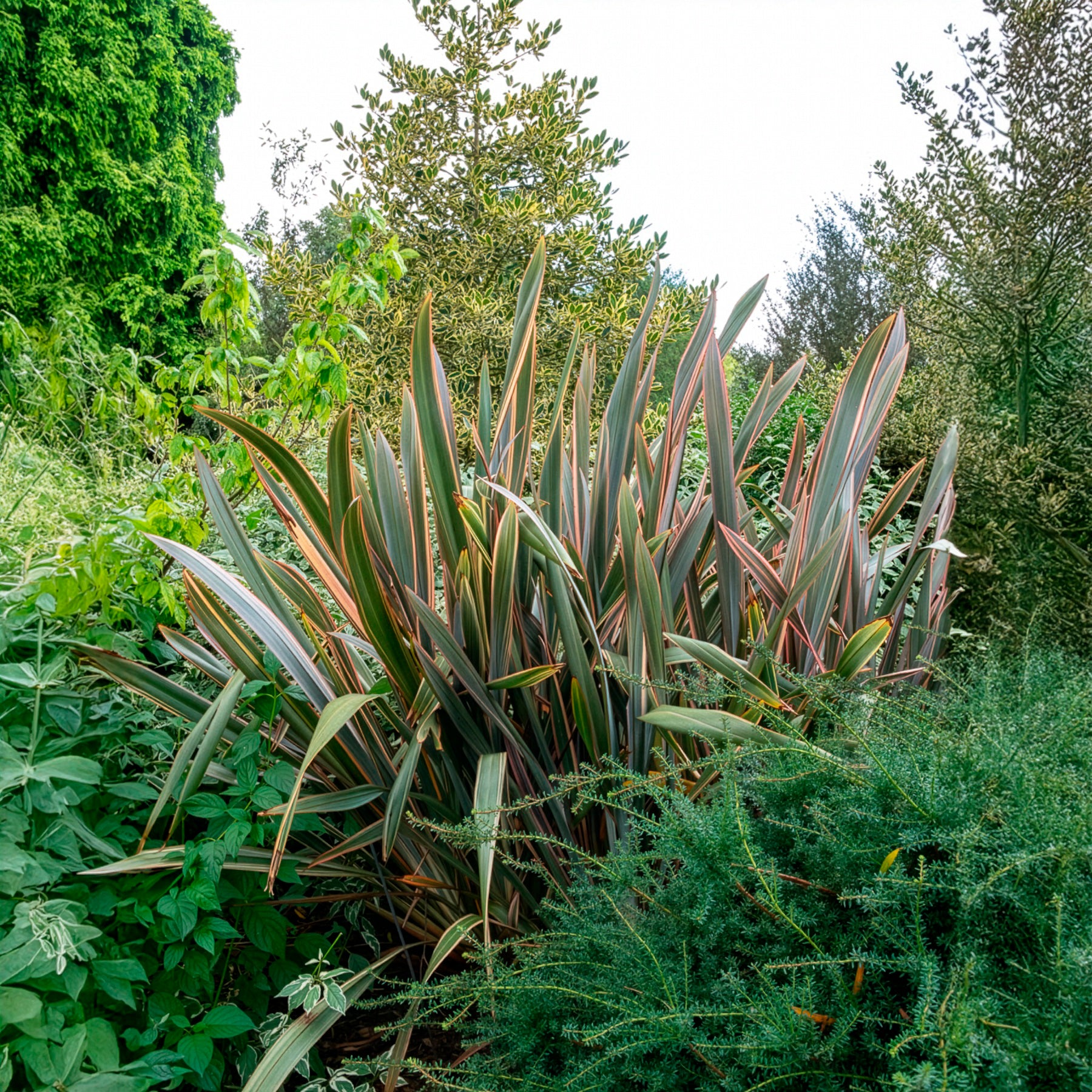 Lin de nouvelle Zélande - Phormium Sundowner - Lin de Nouvelle-Zélande - Phormium Sundowner