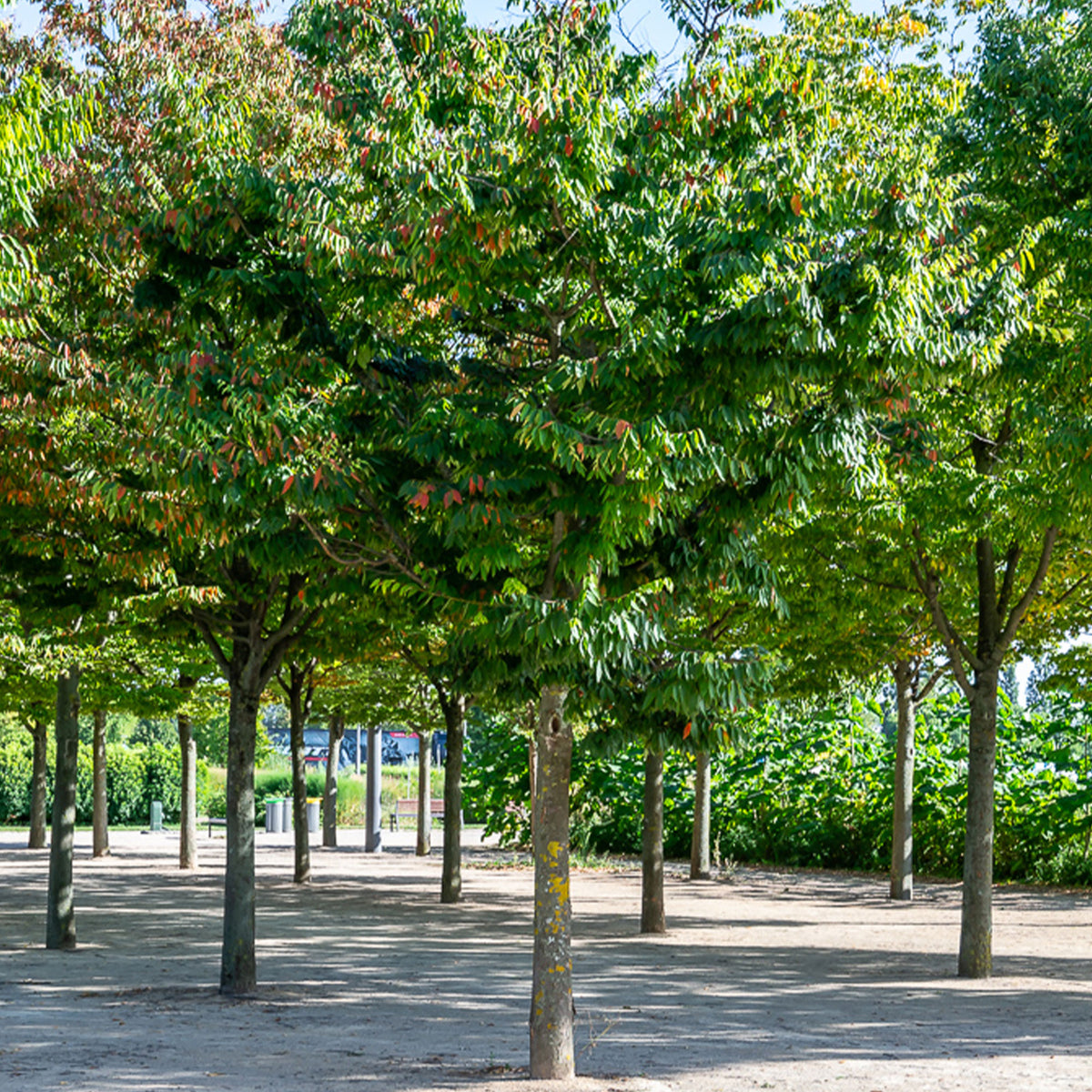 Orme de Sibérie - Zelkova serrata - Zelkova serrata - Willemse