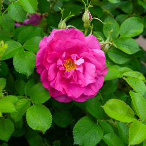 Rosier rugueux Wild Eric - Rosa Wild Edric - Willemse