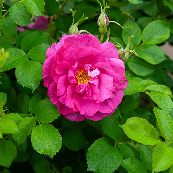 Rosier rugueux Wild Eric - Rosa Wild Edric - Willemse