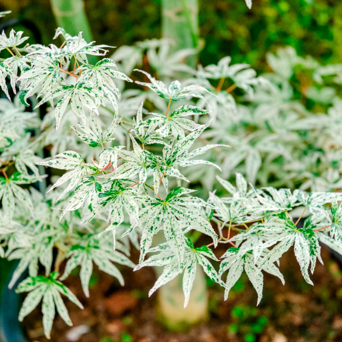 Acer palmatum 'Ukigumo'  - Erable du japon ukigumo - Erable du Japon