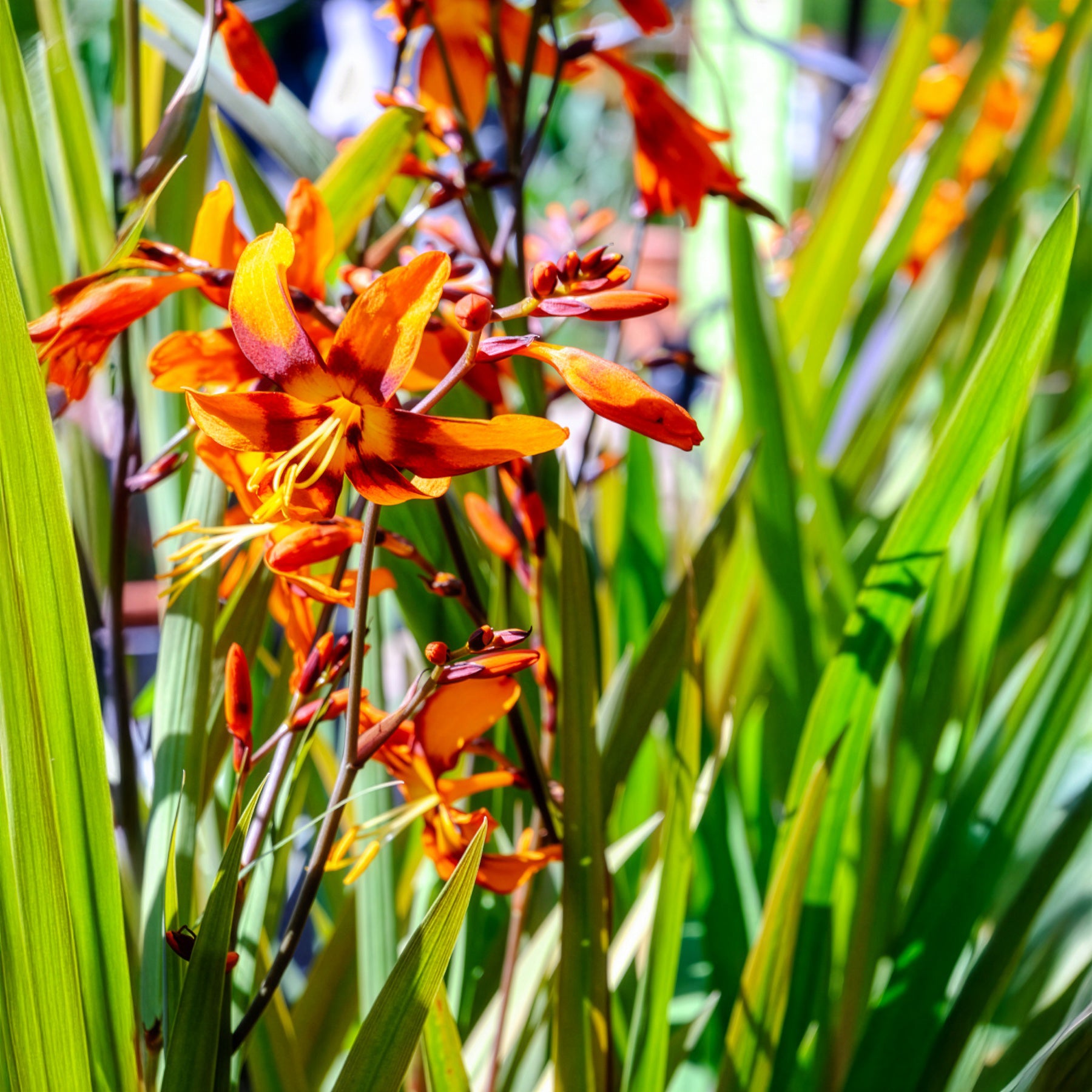 Crocosmia Emily McKenzie - Willemse