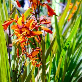 Crocosmia Emily McKenzie - Willemse