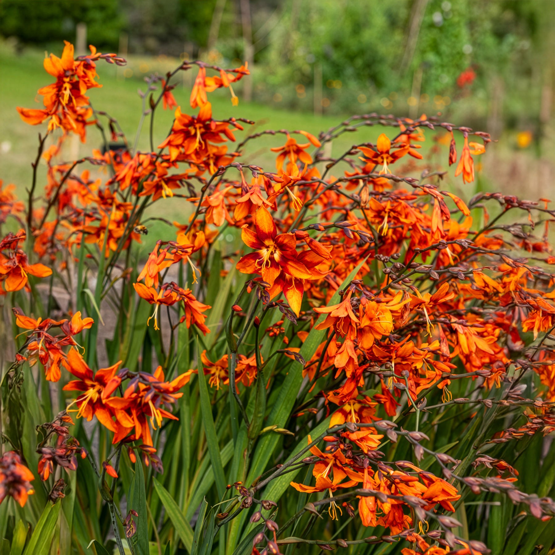 Vente Crocosmias Emily Mckenzie - Crocosmia Emily Mckenzie