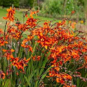 Vente Crocosmias Emily Mckenzie - Crocosmia Emily Mckenzie