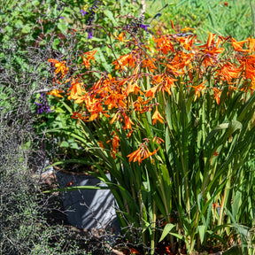 Crocosmia Emily McKenzie - Crocosmia crocosmiiflora Emily McKenzie - Willemse