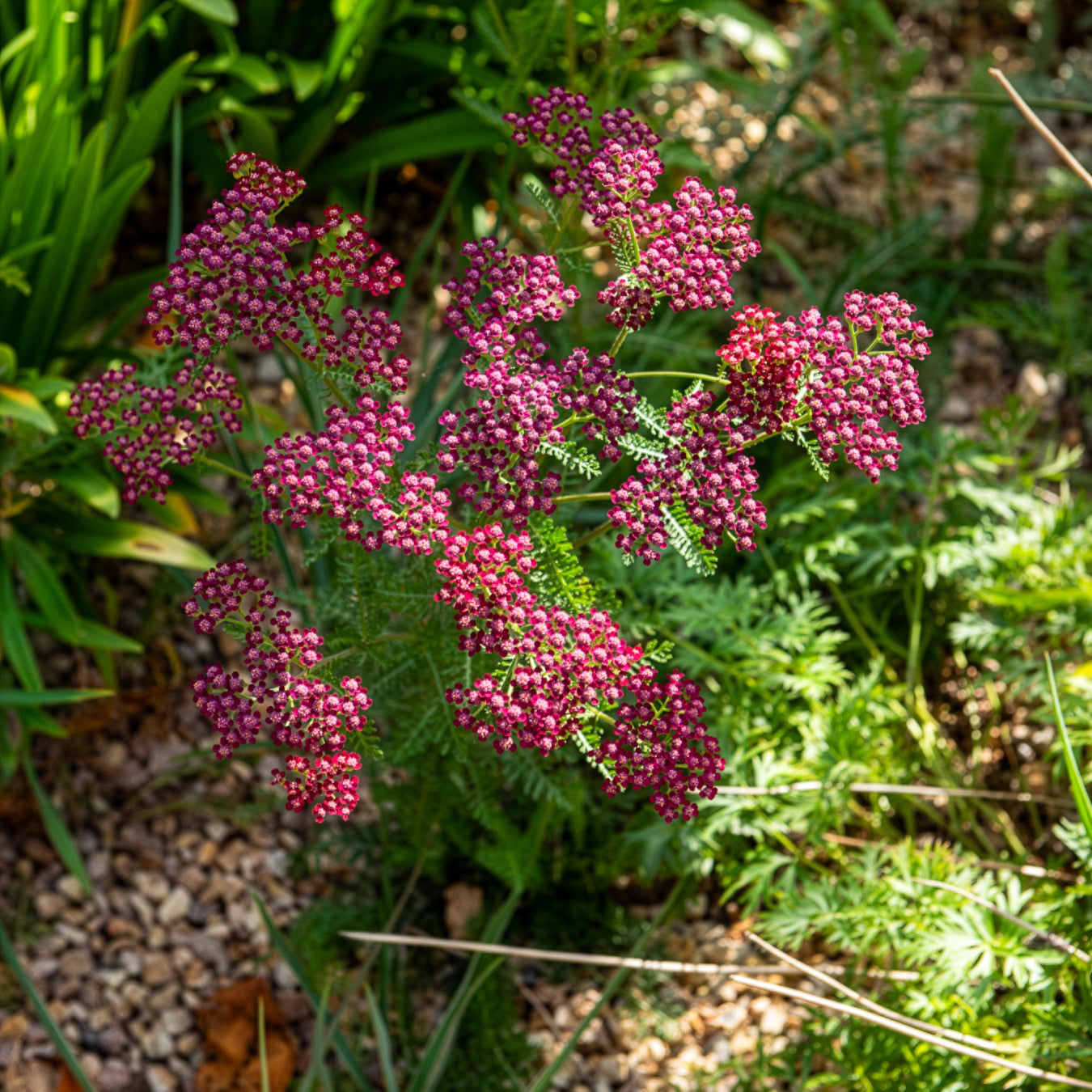 Achillée millefeuille Cassis - Achillea millefolium Cassis - Willemse