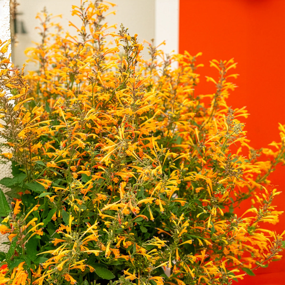 Agastache Kudos Mandarin - Willemse