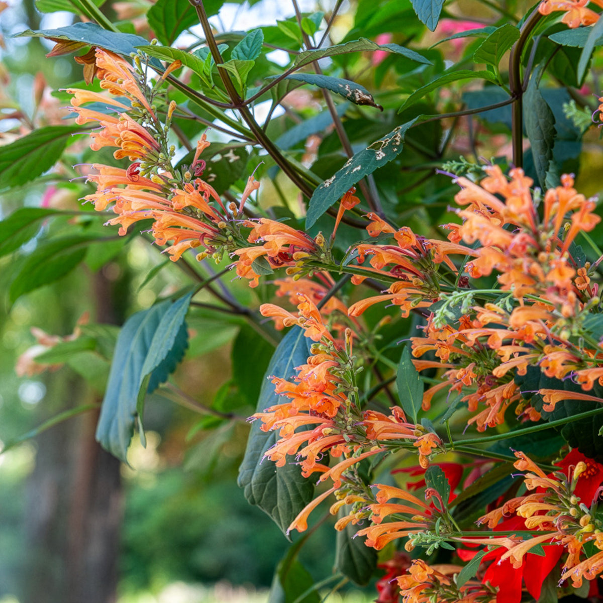 Agastache Kudos Mandarin - Agastache Kudos Mandarin - Willemse
