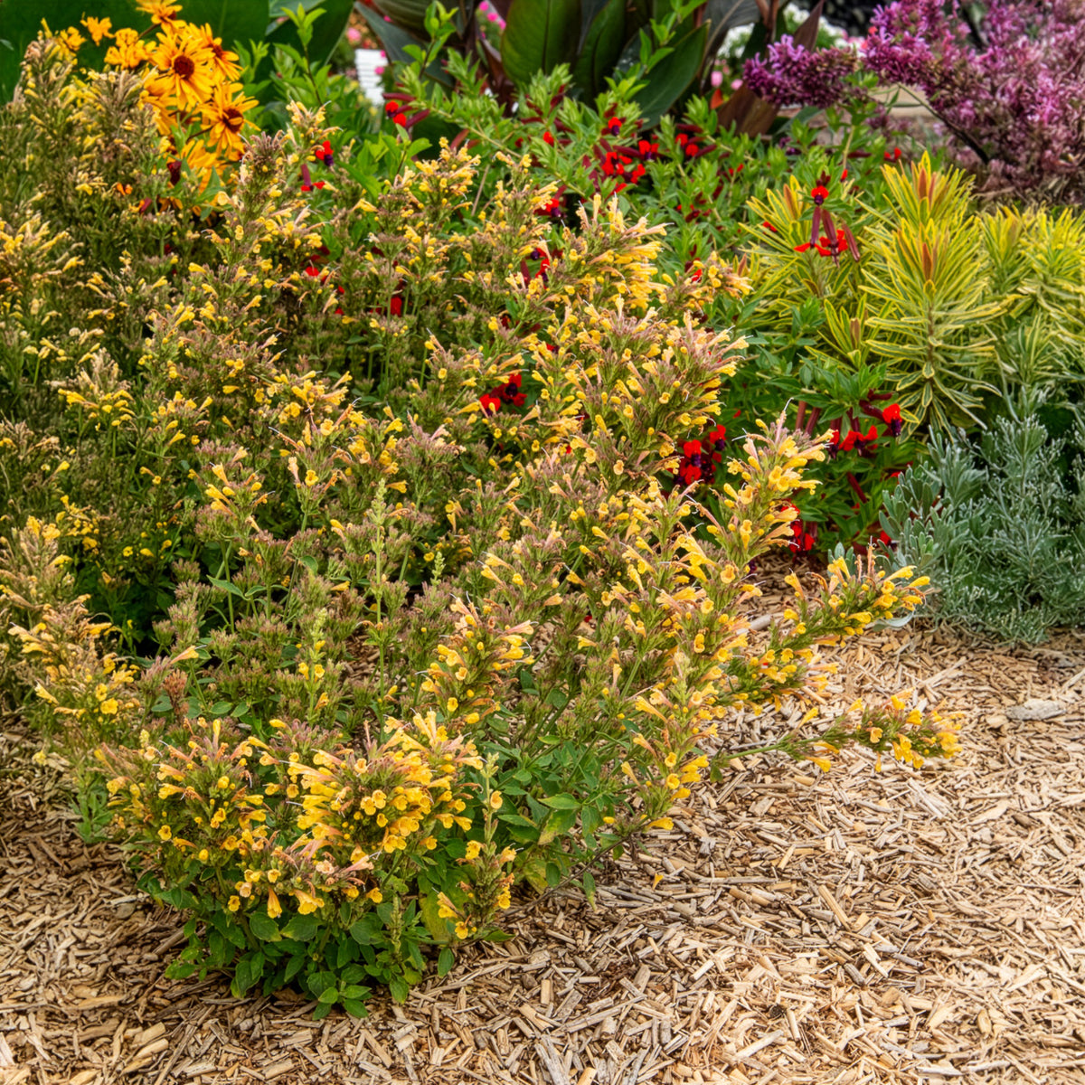 Agastache Kudos Yellow - Willemse