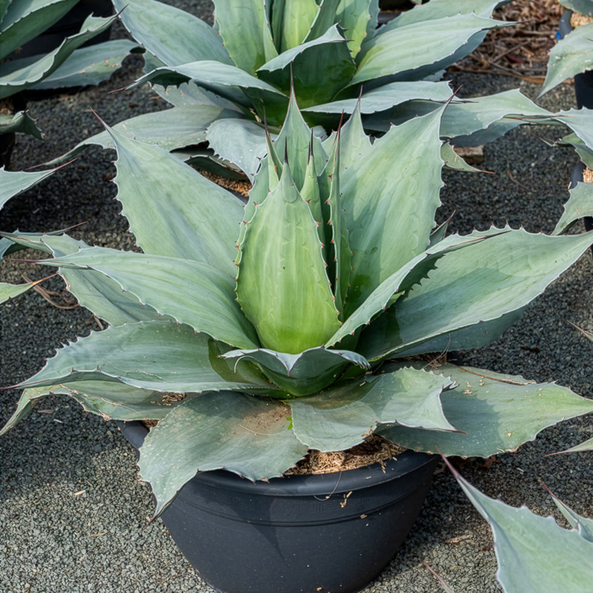 Agave ovatifolia Vanzie - Willemse