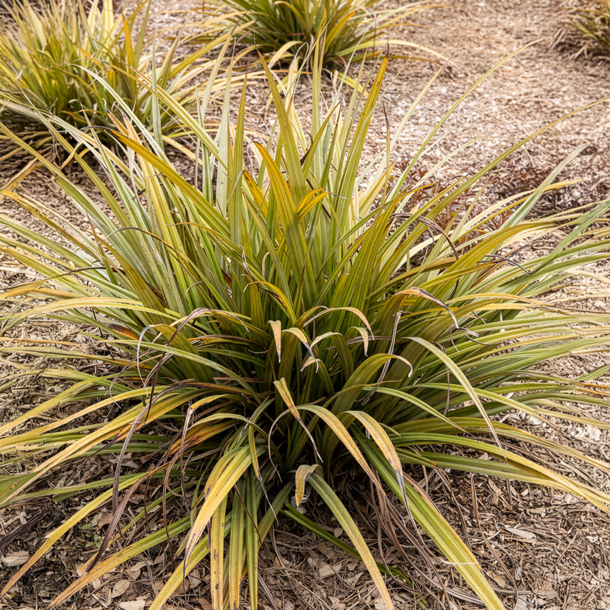 Astélie Westland - Willemse