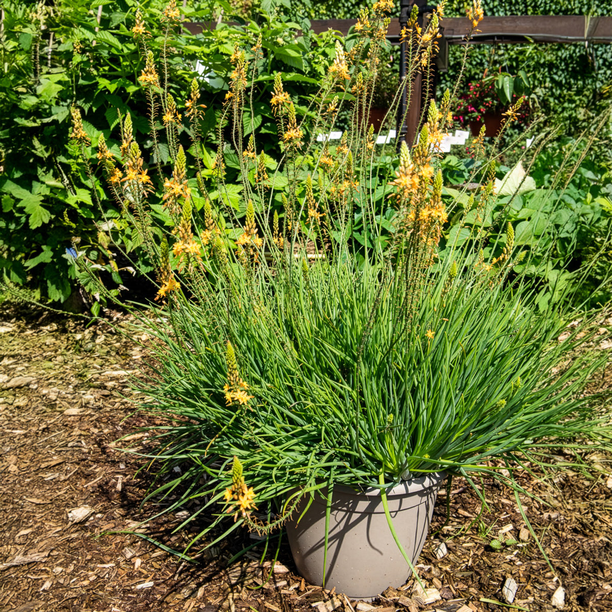 Bulbine Médicus ® - Willemse