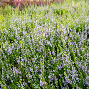 Bruyère d'été Winter Chocolate - Calluna vulgaris Winter Chocolate - Willemse