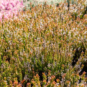 Calluna vulgaris Winter Chocolate - Bruyère d'été Winter Chocolate - Bruyère d'été