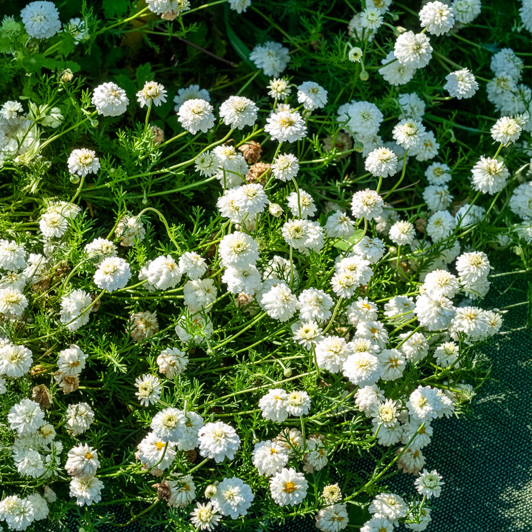 Chamaemelum nobile - Camomille romaine - Camomille