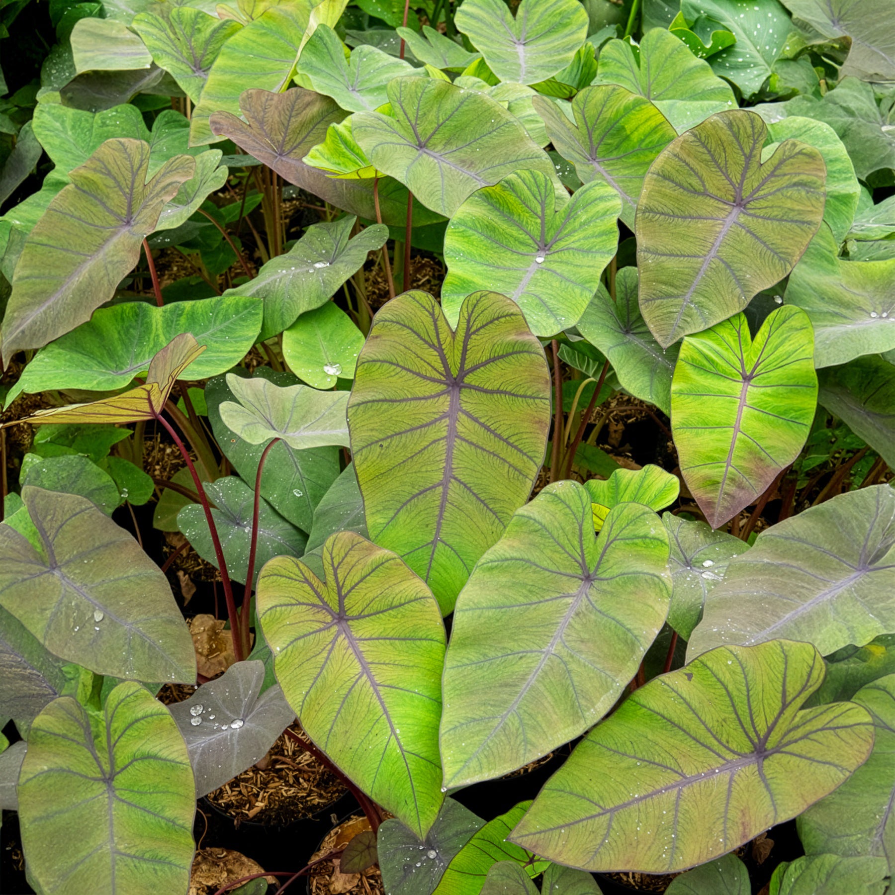 Colocasia Madeira - Oreille d'éléphant - Willemse