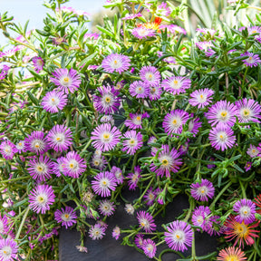 Delosperma Wheels of Wonder® Violet - Willemse