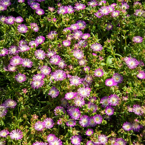 Delosperma Wheels of Wonder® Violet - Delosperma Wheels of Wonder® Violet - Willemse