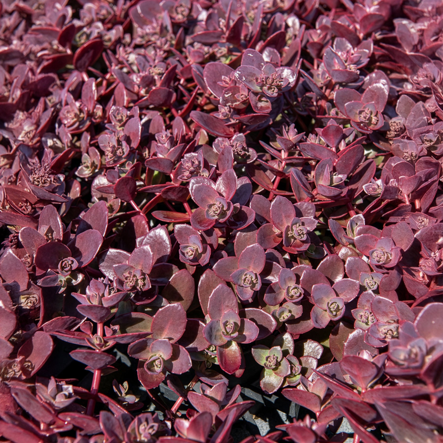 Sedum Sunsparkler® Firecracker - Willemse
