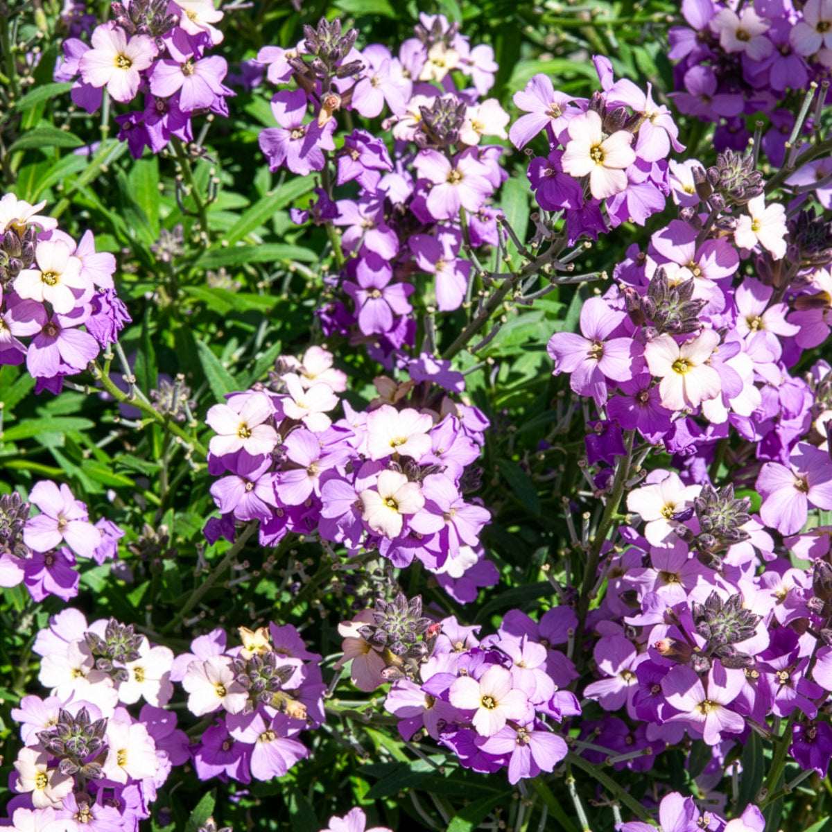 Giroflée Poem Lavender - Willemse