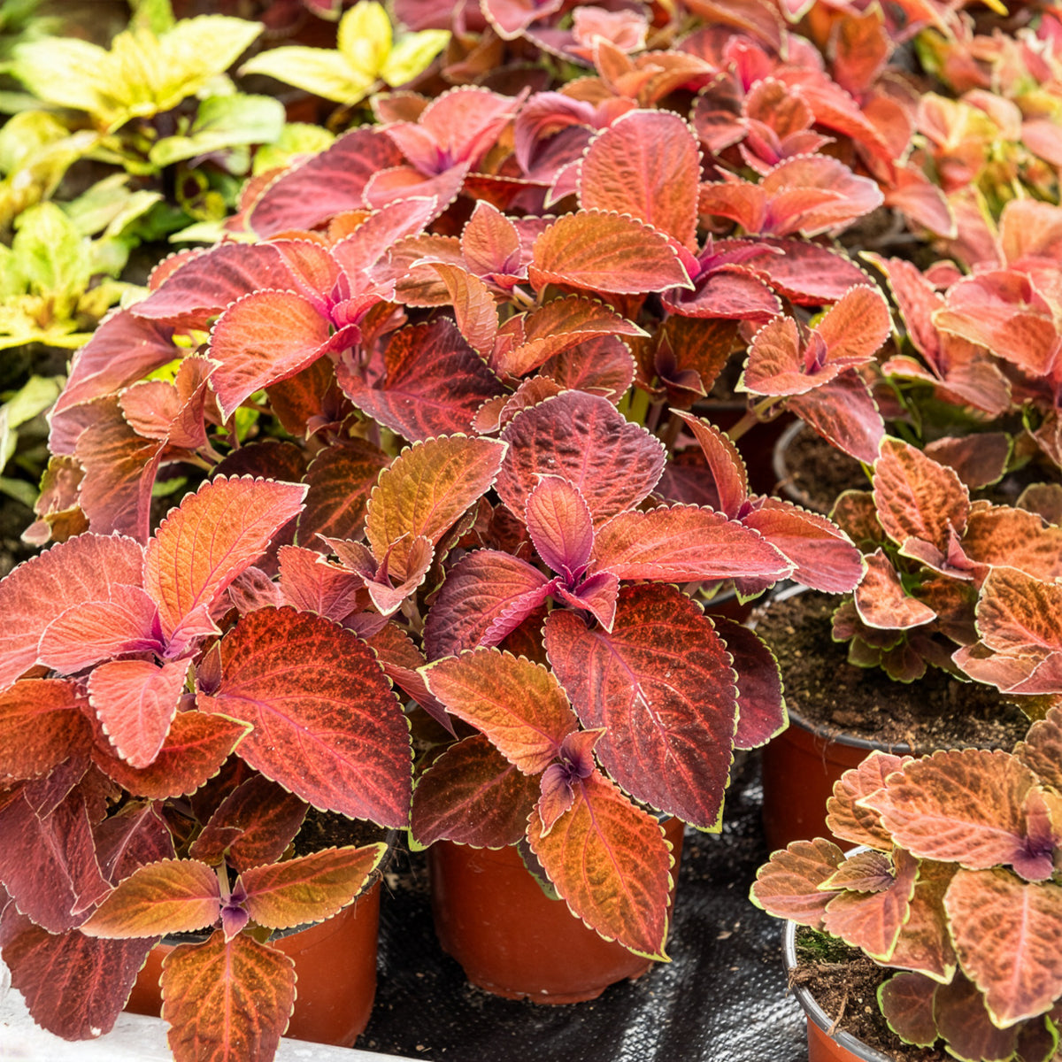 Coleus Wizard - Coleus Wizard - Willemse