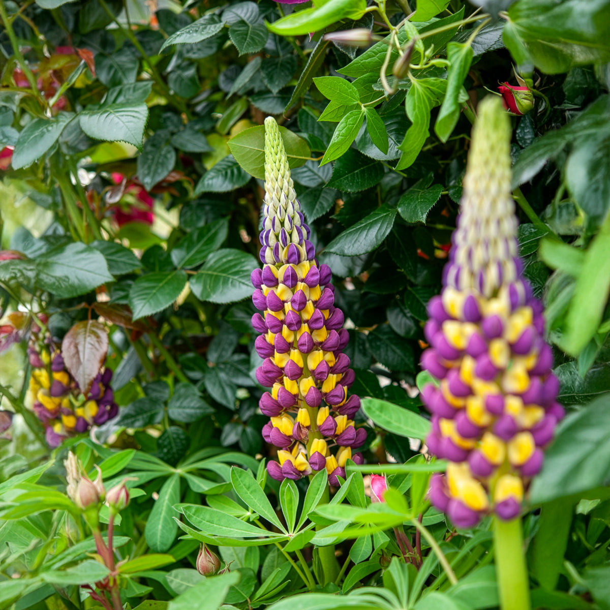Lupin Manhattan Lights® - Lupinus Manhattan Lights® - Willemse