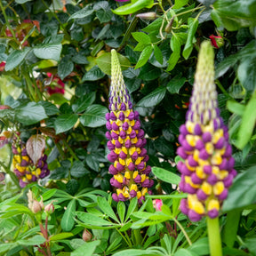 Lupin Manhattan Lights® - Lupinus Manhattan Lights® - Willemse