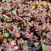 Lysimaque Persian Chocolate® - Willemse