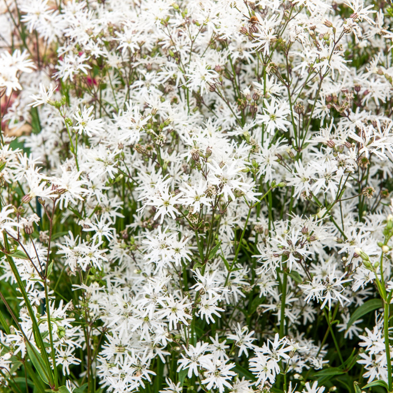 Lychnis flos-cuculi White Robin - Lychnis fleur de coucou White Robin - Lychnis - Coquelourdes
