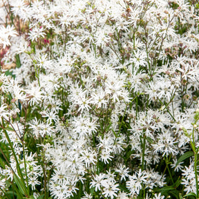 Lychnis flos-cuculi White Robin - Lychnis fleur de coucou White Robin - Lychnis - Coquelourdes