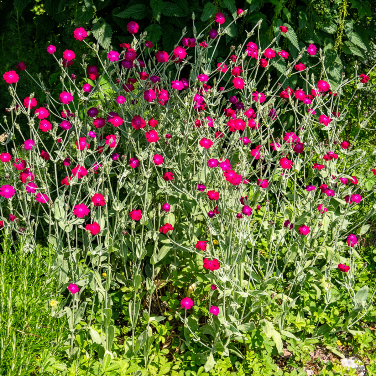 Coquelourde des jardins - Willemse