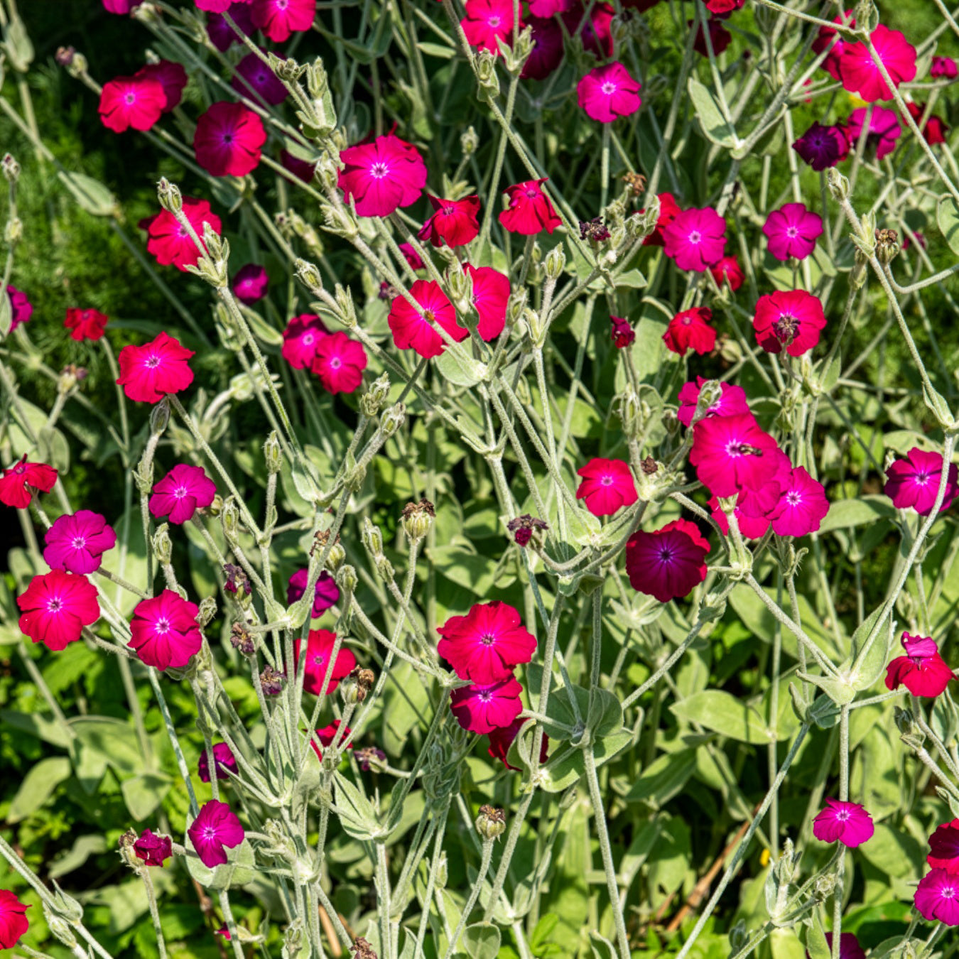 Coquelourde des jardins - Lychnis coronaria - Willemse