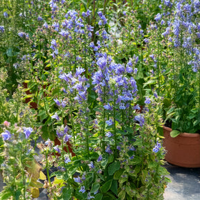 Grande Lobelia - Lobelia siphilitica - Willemse