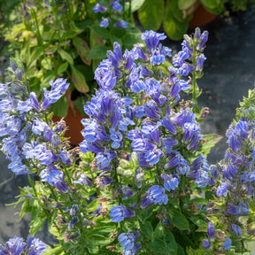 Lobelia siphilitica - Grande Lobelia - Lobelia