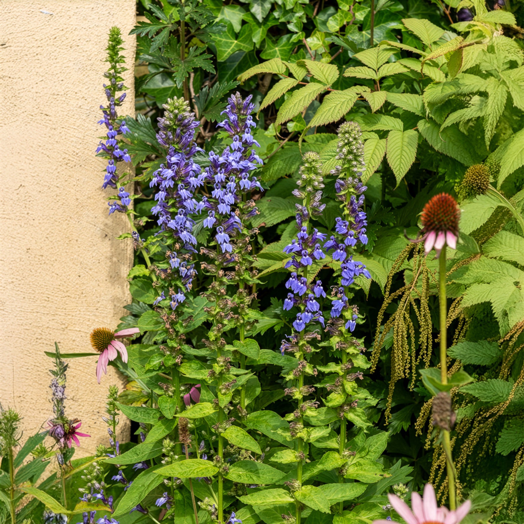 Lobelia - Grande Lobelia - Lobelia siphilitica