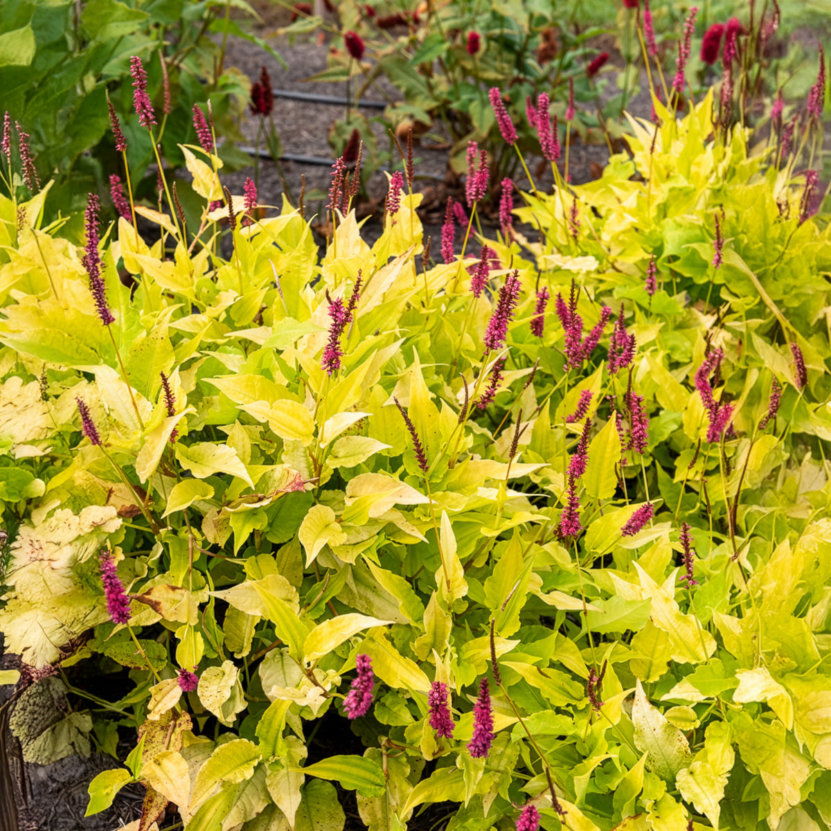 Renouée Golden Arrow - Persicaire - Persicaria amplexicaulis  Golden Arrow - Willemse
