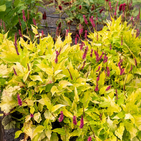 Renouée Golden Arrow - Persicaire - Persicaria amplexicaulis  Golden Arrow - Willemse